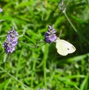 P6240040